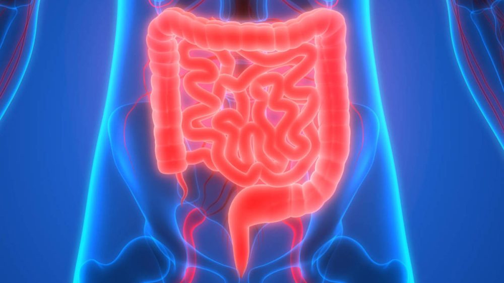 Entrevista a la Dr. Dulcenombre Gómez Garre sobre microbiota intestinal y  actualidad