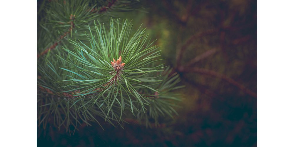 Imagen en miniatura de entrada